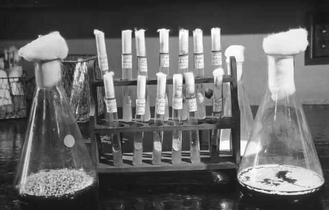 Test tubes and flasks containing streptomycin in the Waksman Laboratory at Rutgers University’s Agricultural Experiment Station in New Jersey. Date unknown.